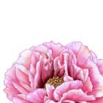 All artwork copyright Mischief Warren