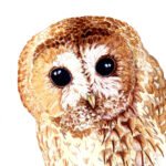 All artwork copyright Mischief Warren